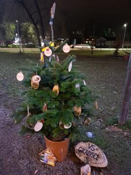 PRAZNIČNA OBČINA ŠKOFLJICA: lokalne skupnosti so okrasile smrečice v drevoredu pri zunanjem igrišču OŠ Škofljica